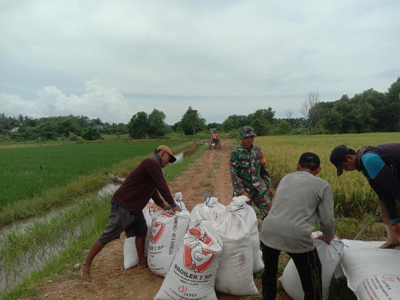 Wujudkan Ketahanan Pangan Nasional Personel Kodim 1009/Tla Bantu Petani Panen Padi