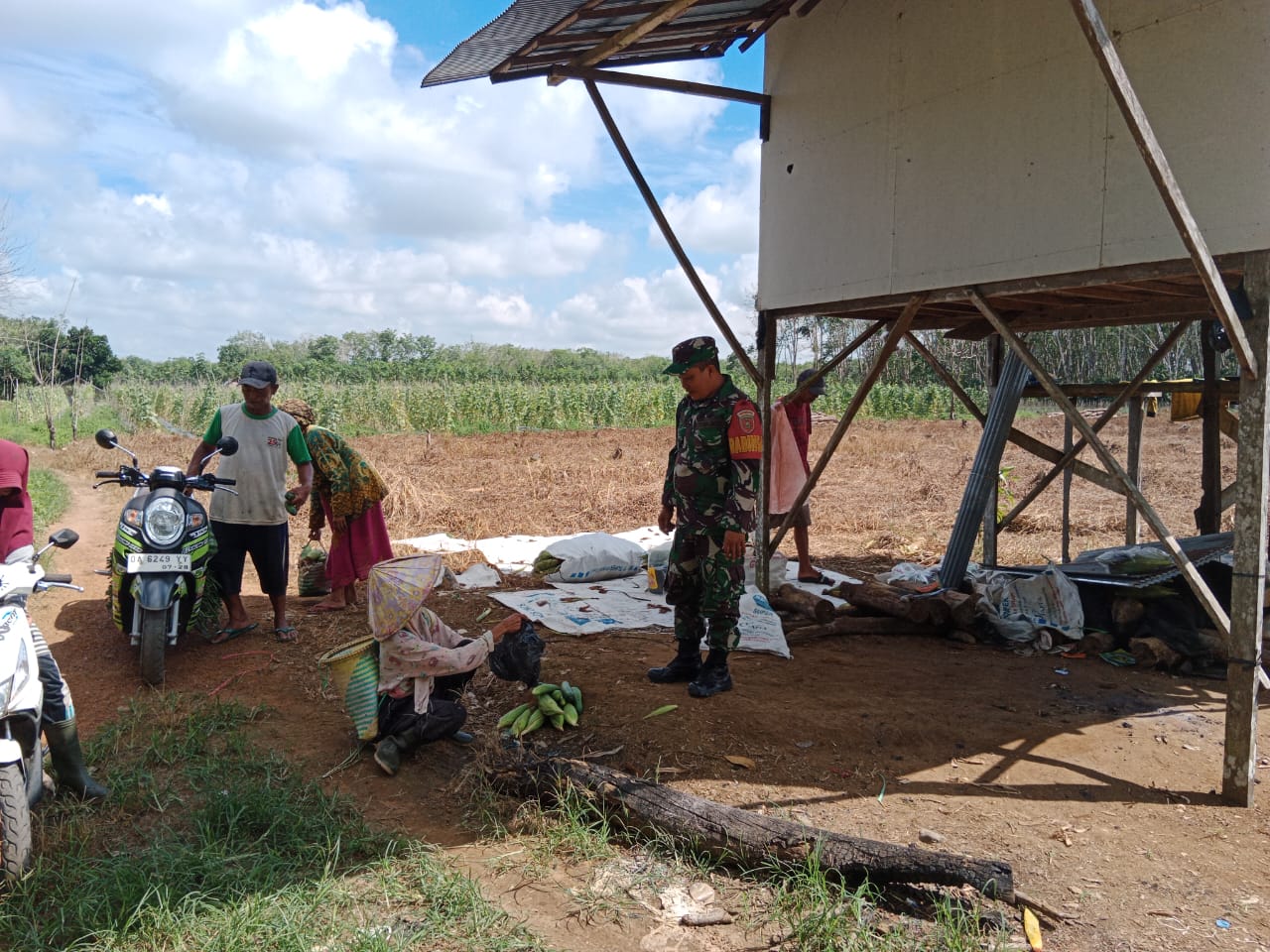 Babinsa Batang Alai Utara Sukseskan Panen Jagung Warga