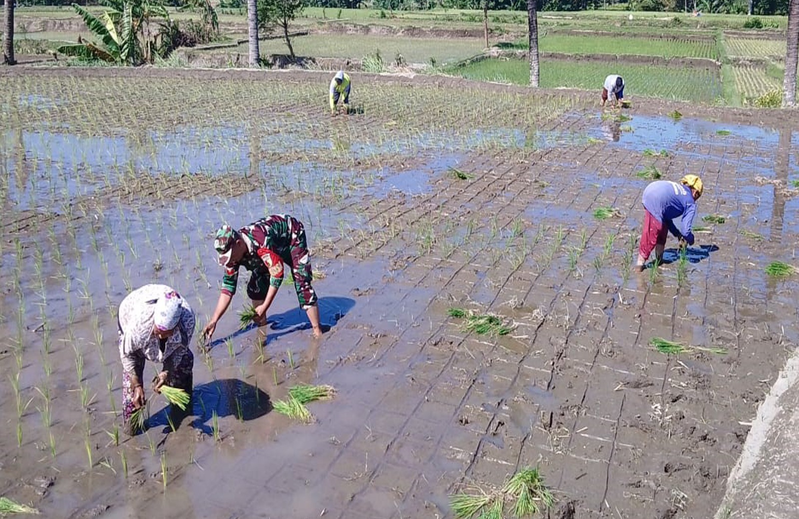 Babinsa Tambakan Dampingi Petani Tanam Padi Musim Kedua Di Lahan Poktan Setia Bakti II