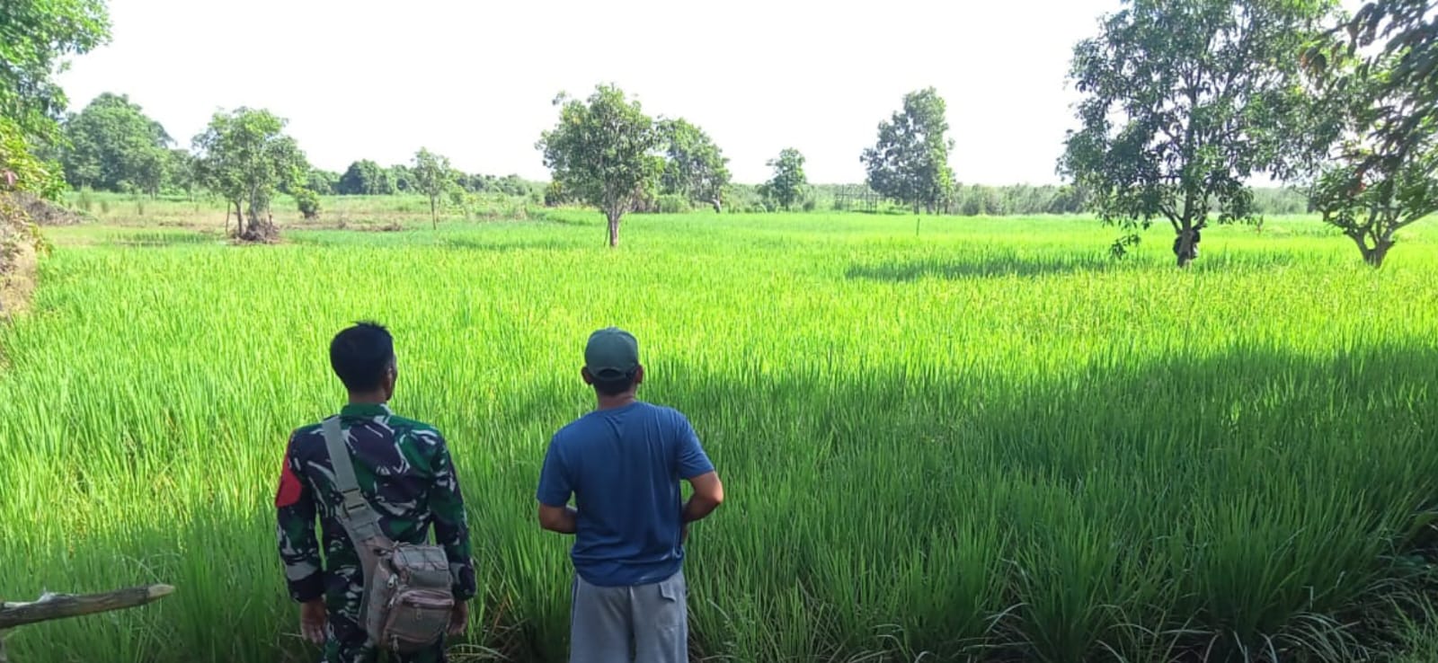 Dukung Program Swasembada Pangan Personel Kodim 1009/Tla Terus Melaksanakan Pendampingan Kepada Petani