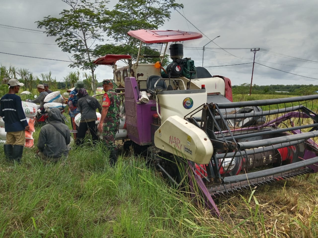 Dukung Swasembada Pangan Wilayah Babinsa Sempadian Dampingi Poktan Perintis Panen Padi