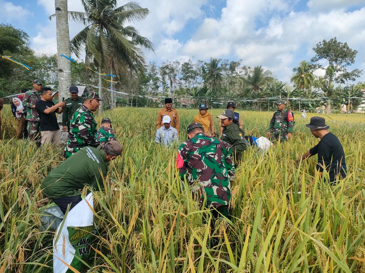 Babinsa Posramil Batu Ampar Kodim 1009/Tla Melaksanakan Pengambilan Ubinan Padi Serta Panen Padi Bersama