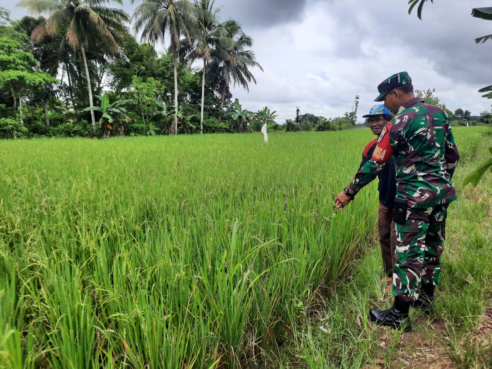 Babinsa Dampingi Petani Rawat Tanaman Padi di Desa Banua Kupang