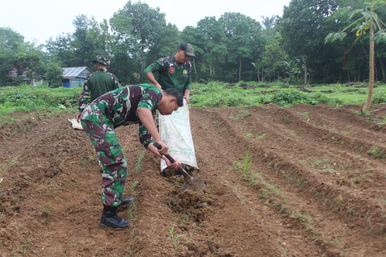 Dukung Ketahanan Pangan, Kodim 1008/Tabalong Kembangkan Lahan Pertanian di Murung Pudak