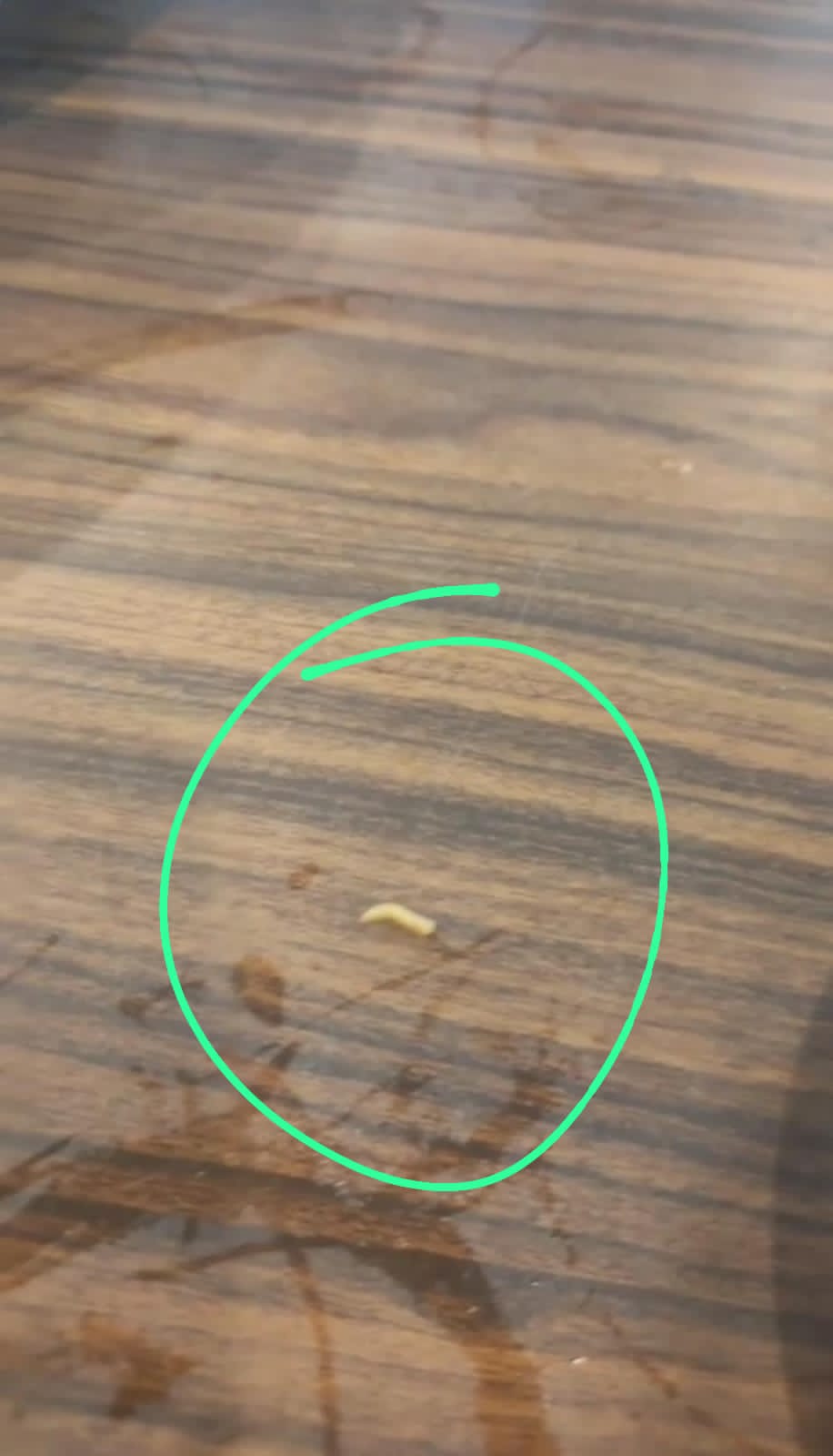 Lagi Asyik Makan Jadi Pengen Muntah, Salah Satu Pelanggan RM Berkah Ilahi Resah Adanya Belatung Di Makanannya