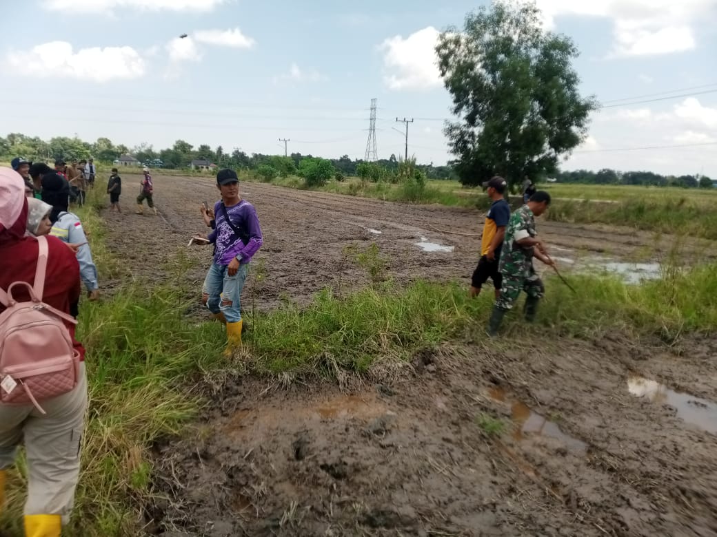 Bantu Petani Kurangi Populasi Hama Tikus, Babinsa Koramil 1009-01/Jorong Ikuti Kegiatan Gropyokan Berhadiah