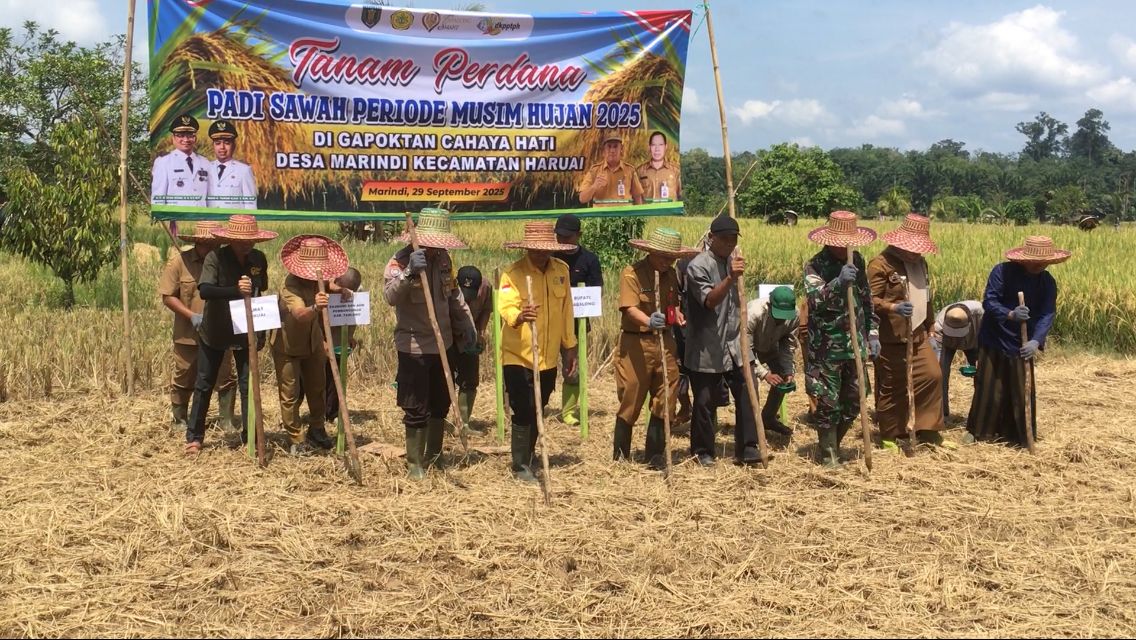 Babinsa Koramil 1008-02/Haruai Hadiri Panen Raya Dan Tanam Perdana Padi Sawah Di Desa Marindi