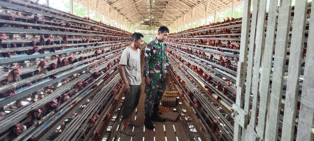Babinsa Seberkat Laksanakan Komsos, Bersama Peternak Ayam Petelur di Wilayah Binaan