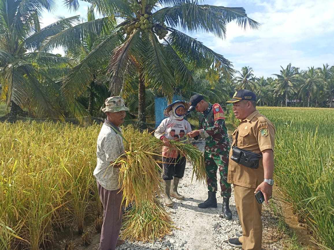Babinsa Dan Kades Parit Baru Komsos Bersama Warga Saat Panen Padi