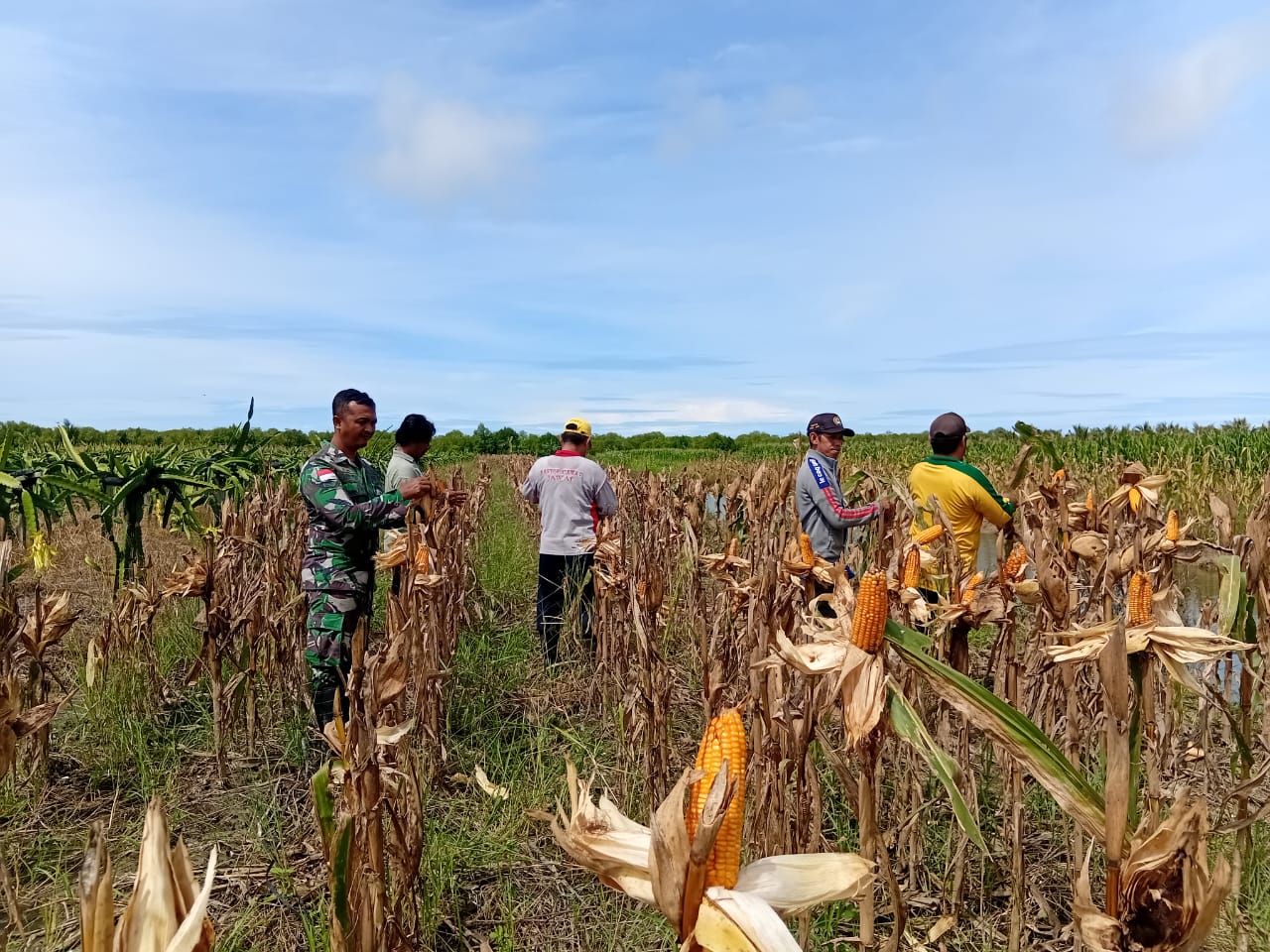 Dukung Ketahanan Pangan, Babinsa Sungai Nilam Bersama Perangkat Desa dan Gapoktan Laksanakan Panen Jagung