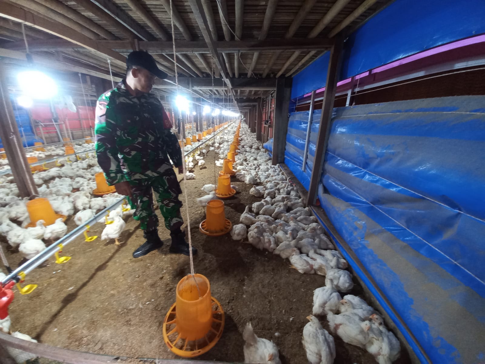 Perkuat Kemanunggalan TNI–Rakyat, Babinsa Dampingi Peternak Ayam