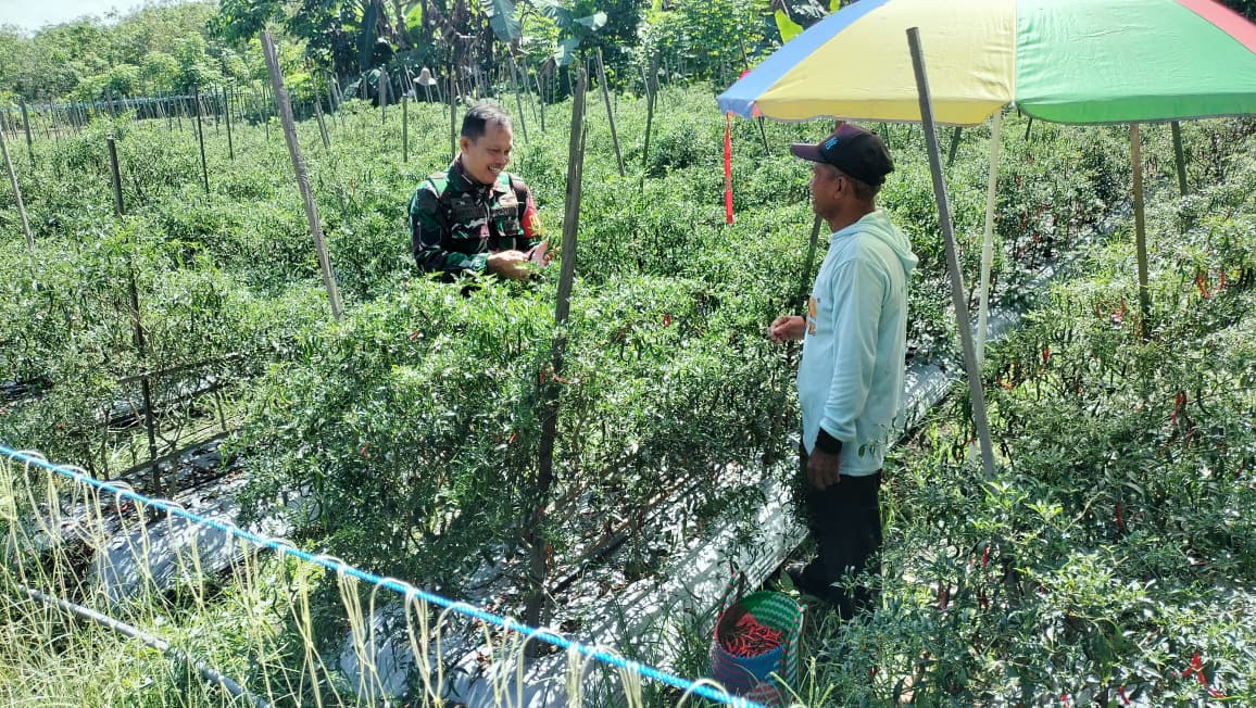 Babinsa Koramil 1008-06/Banua Lawas–Pugaan Laksanakan Pendampingan Hanpangan Panen Cabe