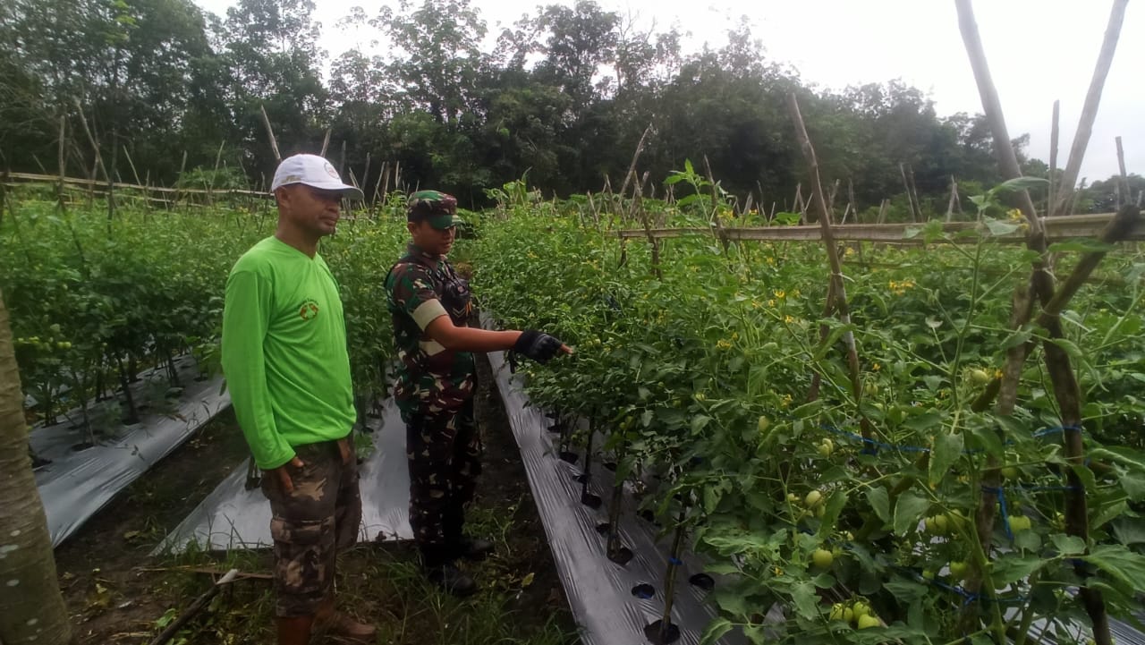 Wujud Dukungan Ketahanan Pangan, Babinsa Banua Lawas Dampingi Petani