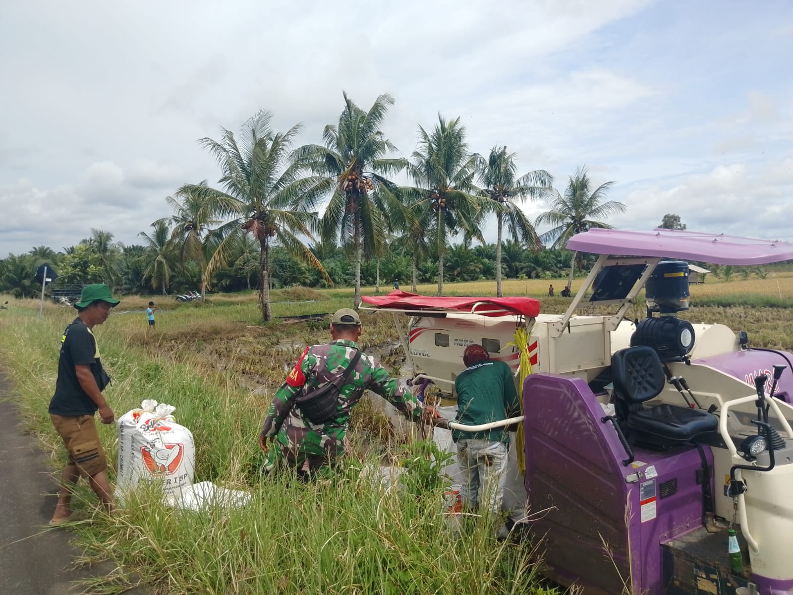 Panen Padi Bersama Petani, Babinsa Apresiasi Kinerja Petani dalam Mewujudkan Ketahanan Pangan