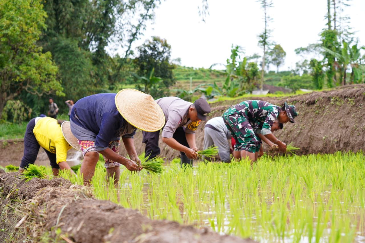 Satgas TMMD Ke 127 Bersama Warga Laksanakan Penanaman Padi Dukung Ketahanan Pangan Di Desa Krisik