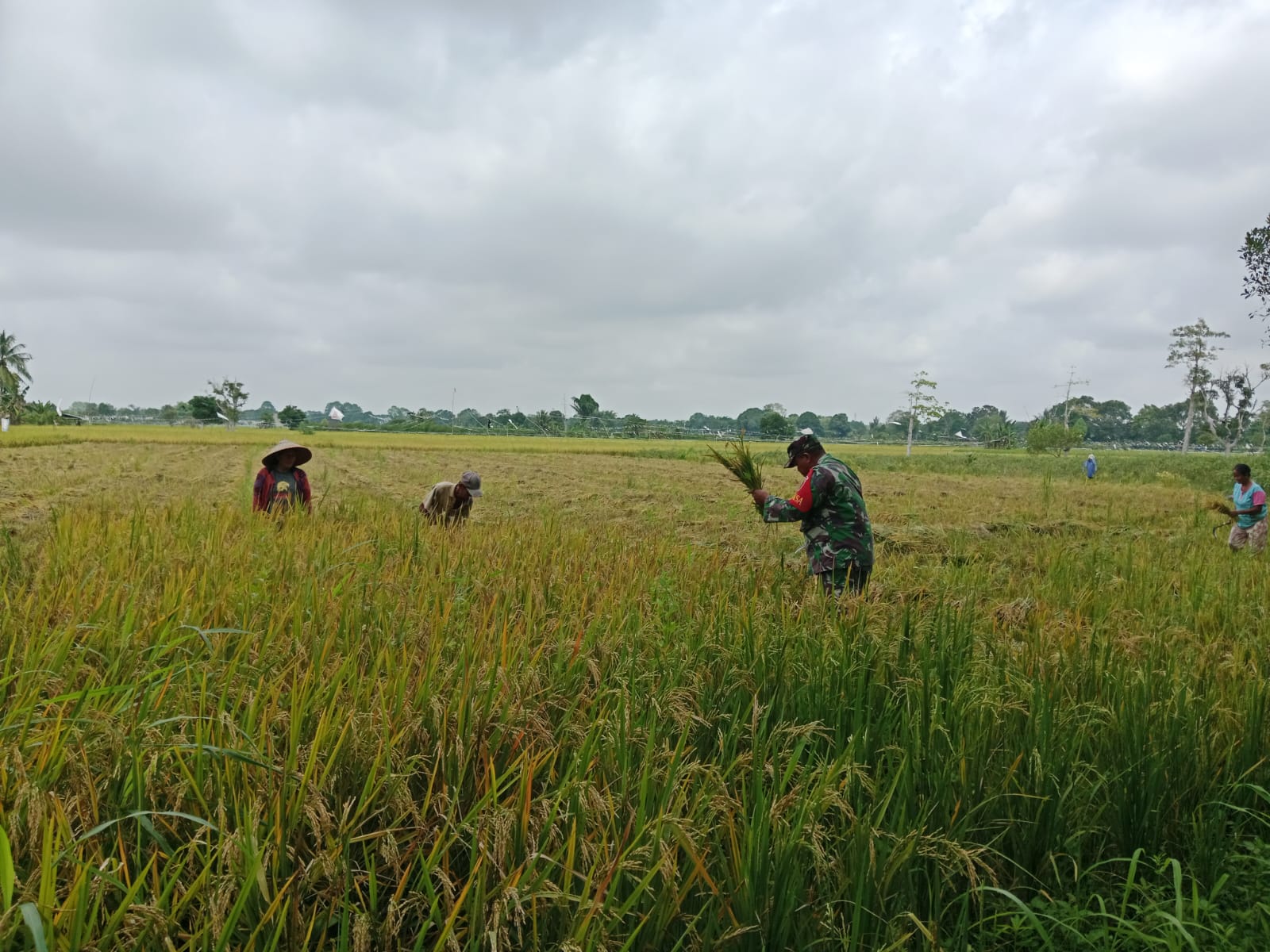 Babinsa Koramil 1002-03/Haruyan Dampingi Warga Panen Padi