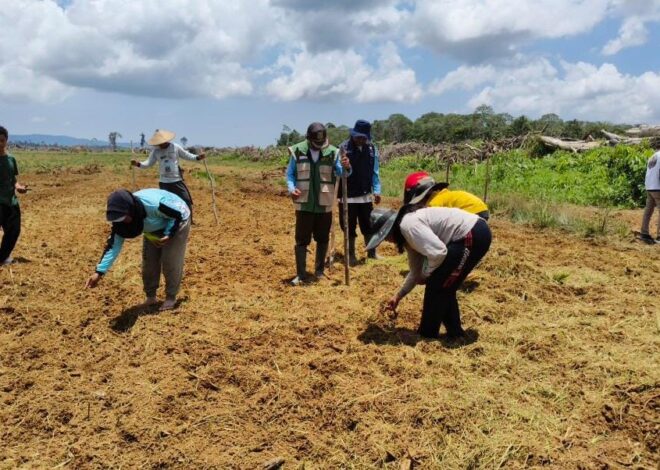 Dukung Hanpangan, Babinsa Sungai Bening Dampingi Gapoktan Bemban Tanam Padi