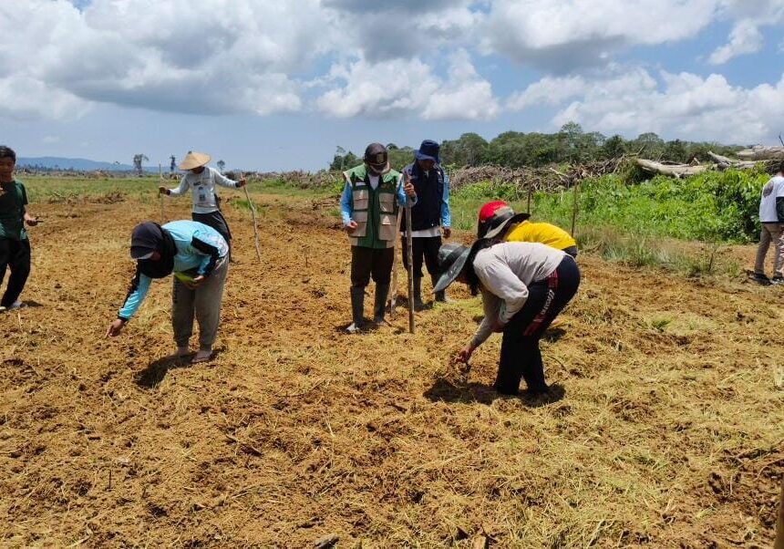 Dukung Hanpangan, Babinsa Sungai Bening Dampingi Gapoktan Bemban Tanam Padi