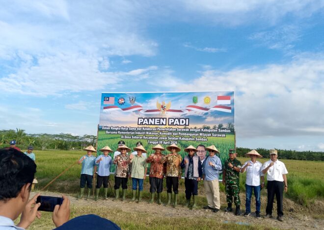 Pasi Log Kodim 1208/Sambas Ikuti Panen Padi Dalam Rangka Hanpangan dan Kerja Sama Pemerintah Sarawak dan Kabupaten Sambas