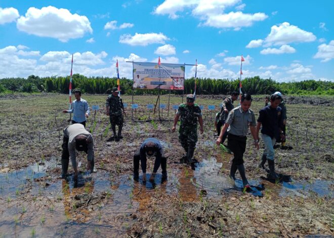 Wakili Dandim, Pasi Ter Kodim 1208/Sambas Hadiri Tanam Padi Serentak 16 Provinsi di Lahan CSR