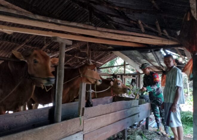 Eratkan Silaturahmi, Babinsa Koramil 04/Jawai Komsos Bersama Warga Peternak Sapi