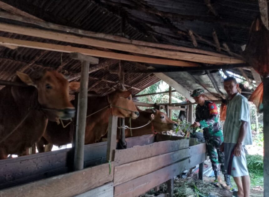Eratkan Silaturahmi, Babinsa Koramil 04/Jawai Komsos Bersama Warga Peternak Sapi