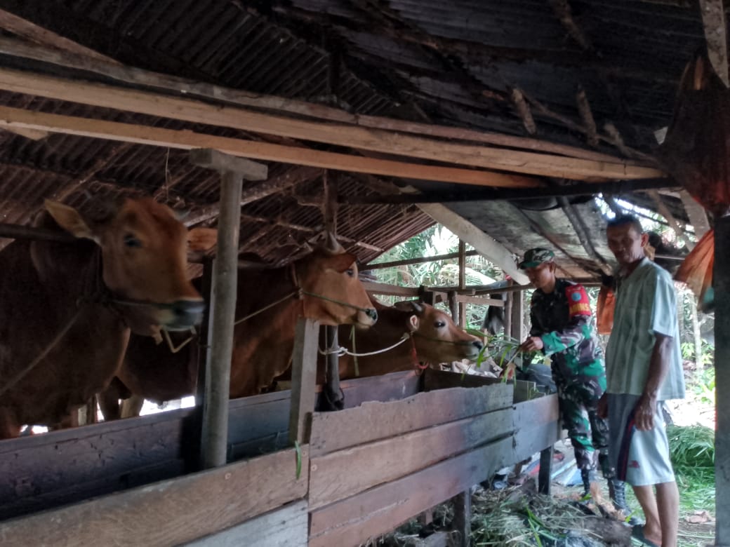Eratkan Silaturahmi, Babinsa Koramil 04/Jawai Komsos Bersama Warga Peternak Sapi