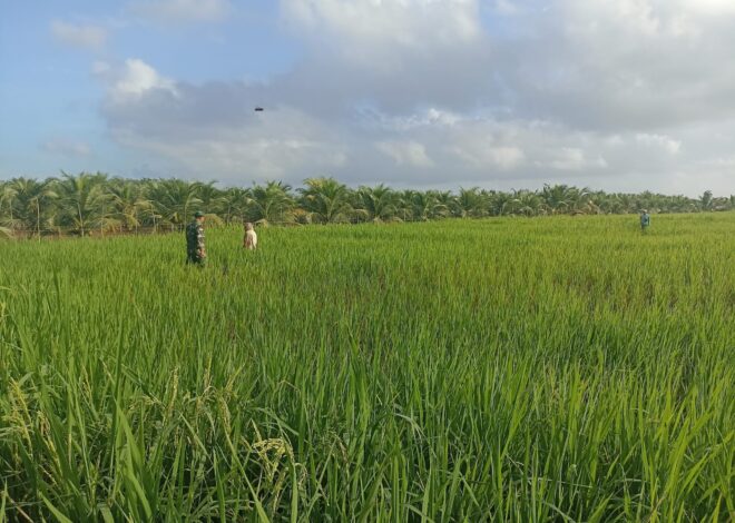Babinsa Parit Baru Komsos Bersama Petani, Dukung Ketahanan Pangan Wilayah