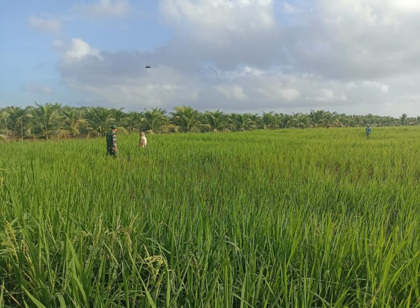 Babinsa Parit Baru Komsos Bersama Petani, Dukung Ketahanan Pangan Wilayah