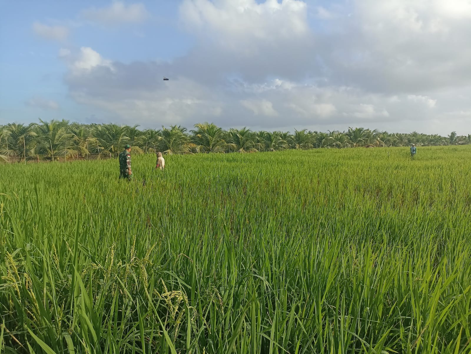 Babinsa Parit Baru Komsos Bersama Petani, Dukung Ketahanan Pangan Wilayah