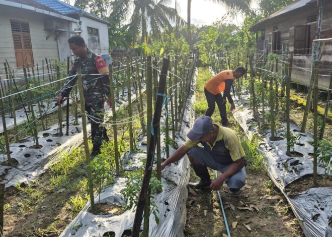 TNI Bersama Rakyat, Babinsa Koramil 1002-07 Bantu Warga Rawat Cabe