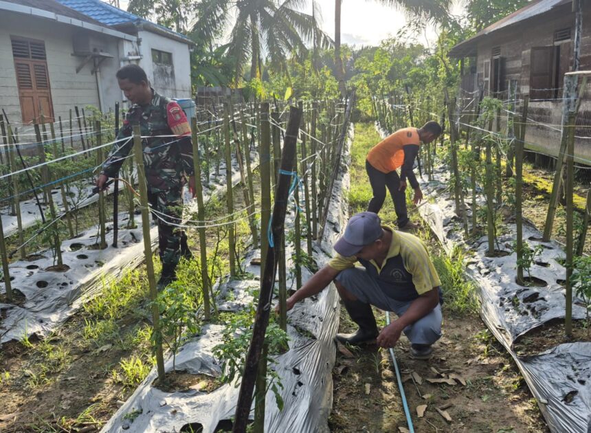 TNI Bersama Rakyat, Babinsa Koramil 1002-07 Bantu Warga Rawat Cabe