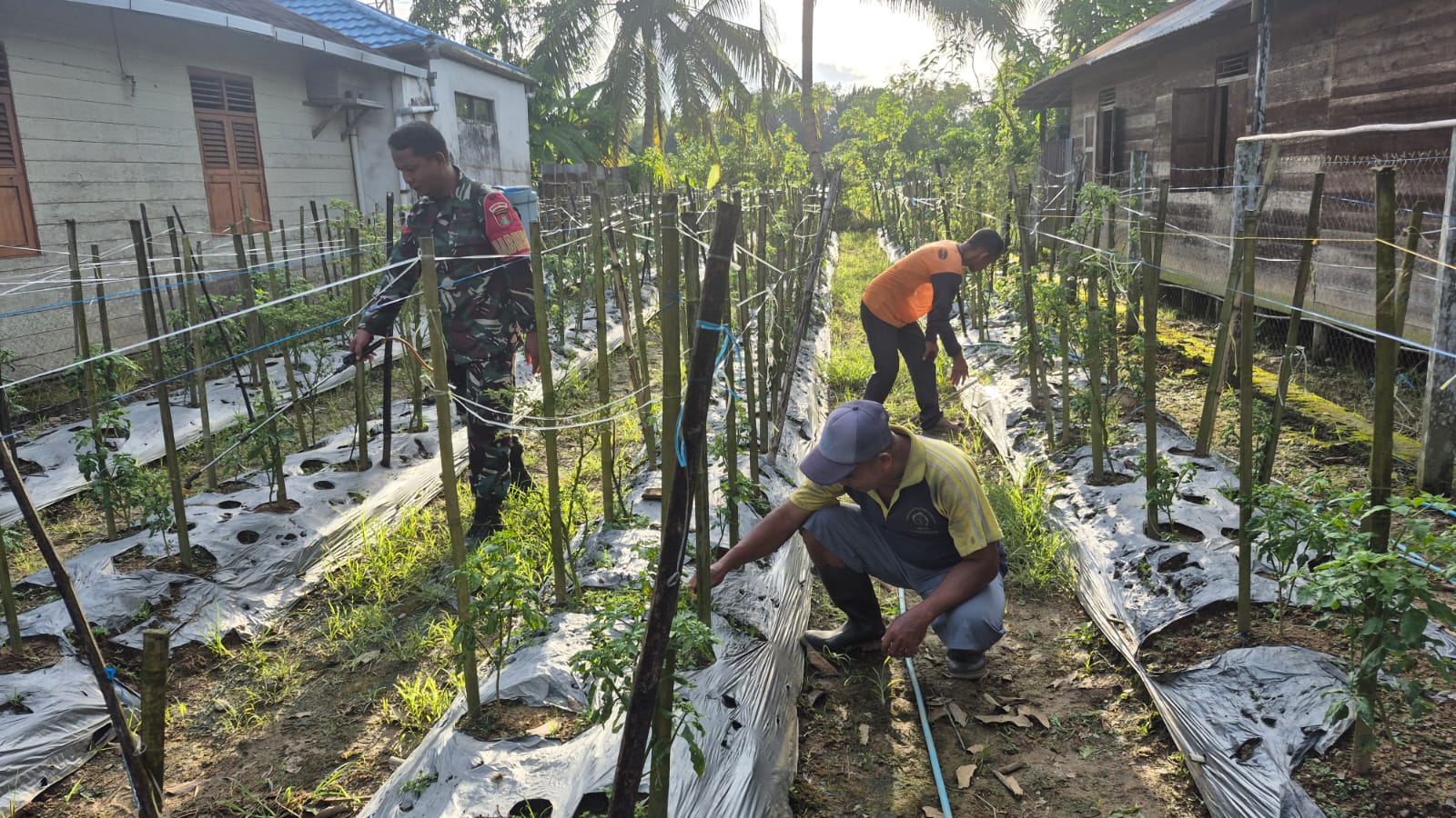 TNI Bersama Rakyat, Babinsa Koramil 1002-07 Bantu Warga Rawat Cabe