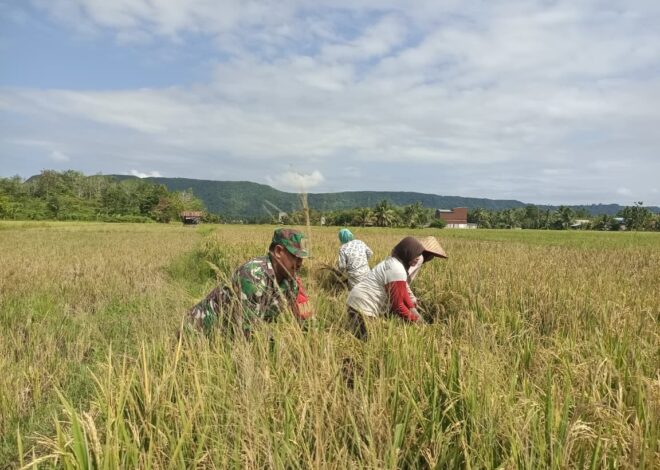 Penuh Keakraban, Babinsa Koramil Muara Uya-Jaro Panen Padi Bersama Petani Desa Nalui