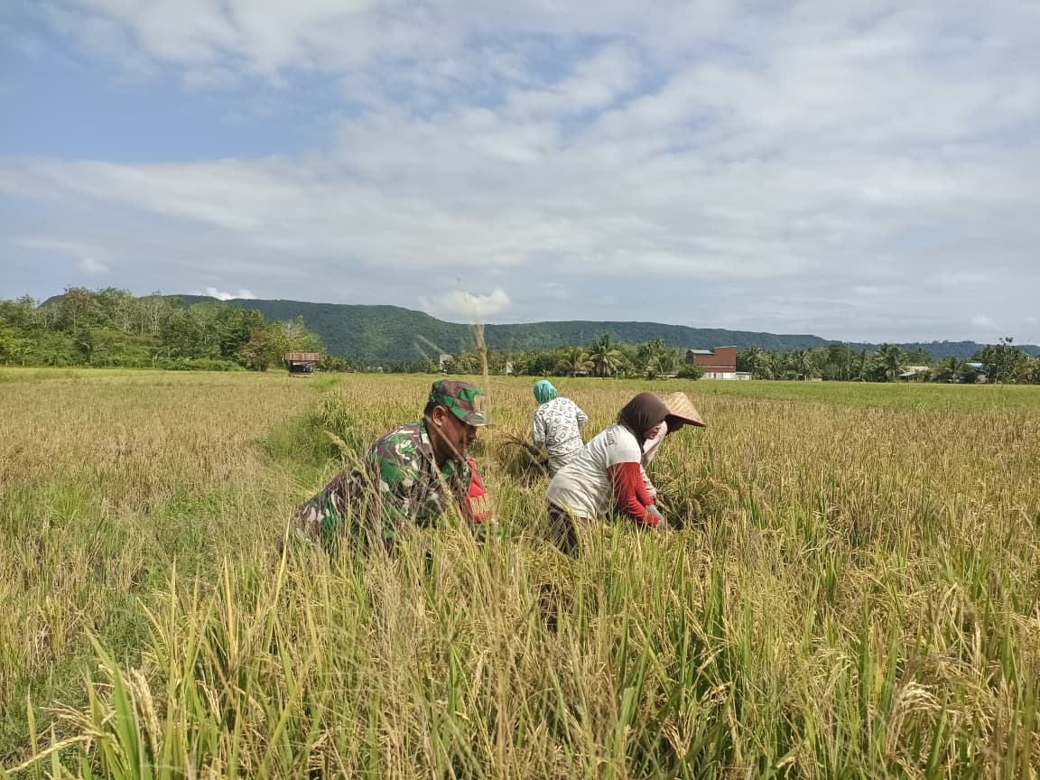 Penuh Keakraban, Babinsa Koramil Muara Uya-Jaro Panen Padi Bersama Petani Desa Nalui