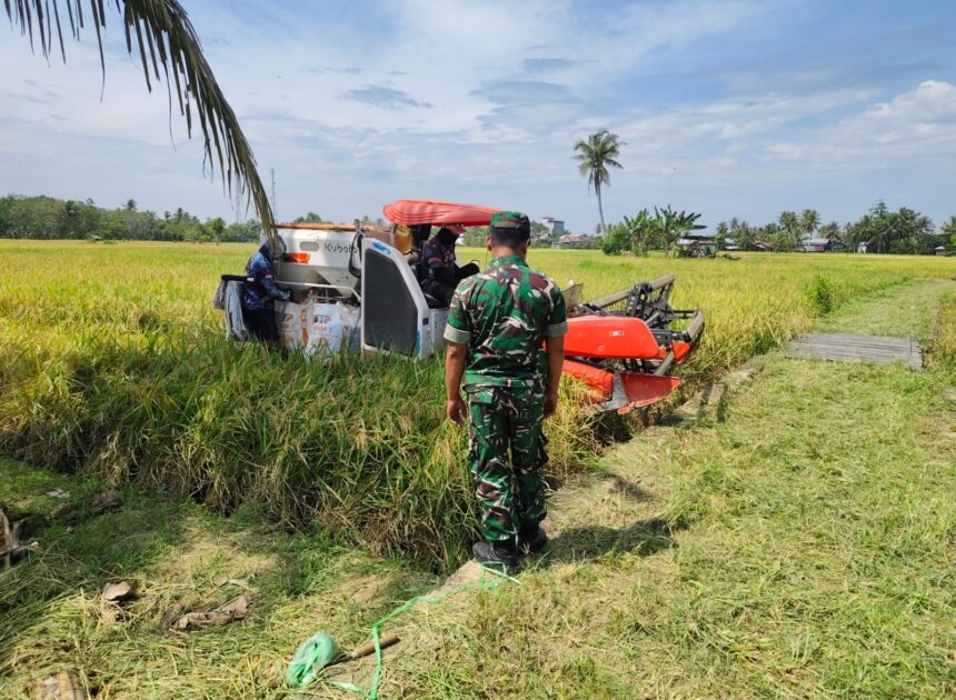 Sertu Solikin Hadir di Tengah Petani, Dukung Ketahanan Pangan dan Kesejahteraan Warga