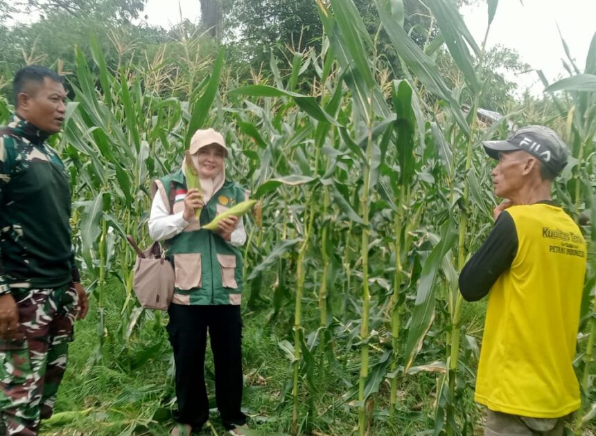 Petani Desa Ayuang Ucapkan Terima Kasih atas Pendampingan Babinsa Saat Panen Jagung