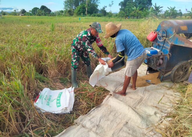 Babinsa Batang Alai Utara Ringankan Beban Petani Saat Panen Padi