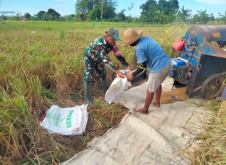 Babinsa Batang Alai Utara Ringankan Beban Petani Saat Panen Padi