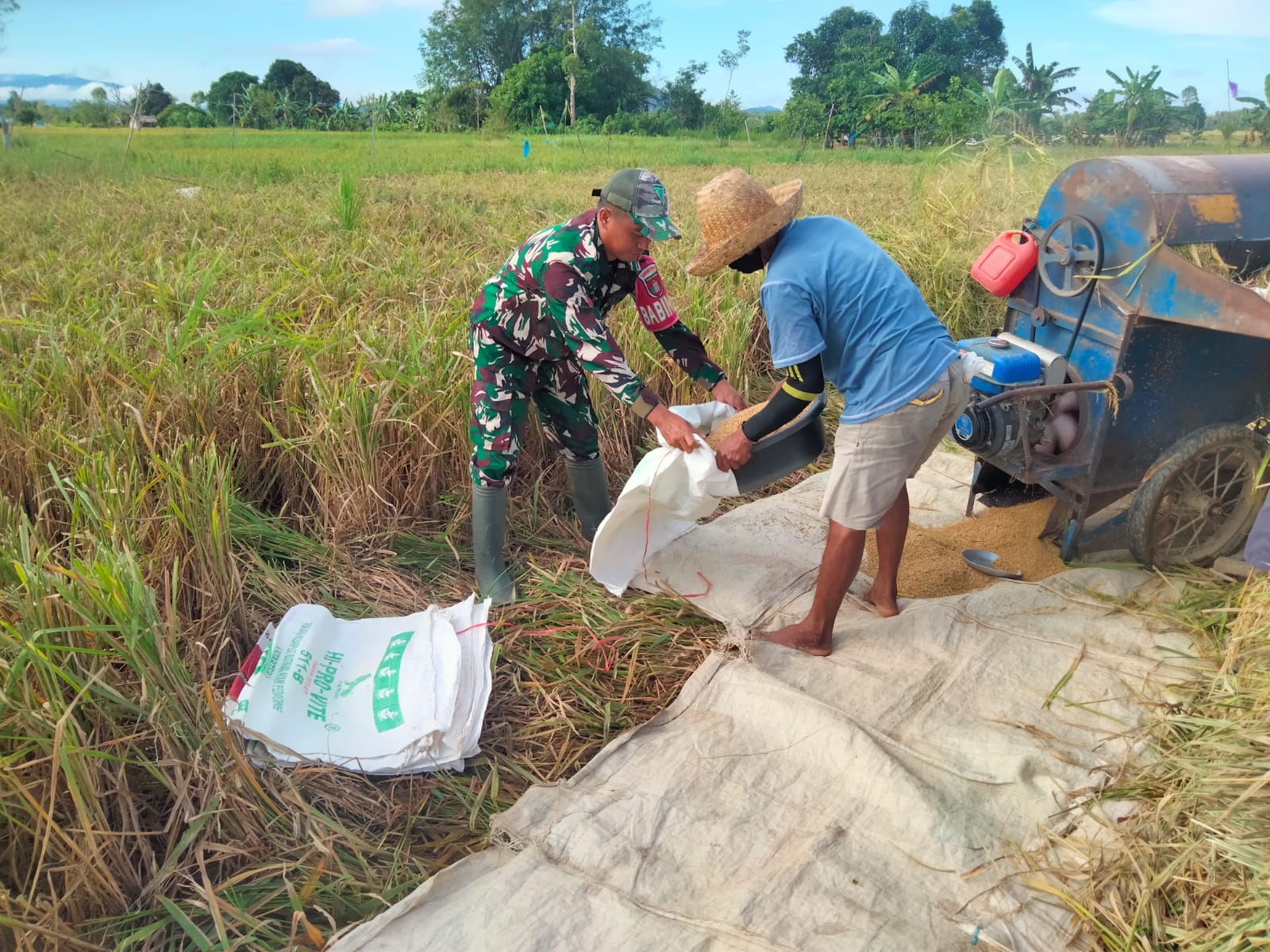 Babinsa Batang Alai Utara Ringankan Beban Petani Saat Panen Padi
