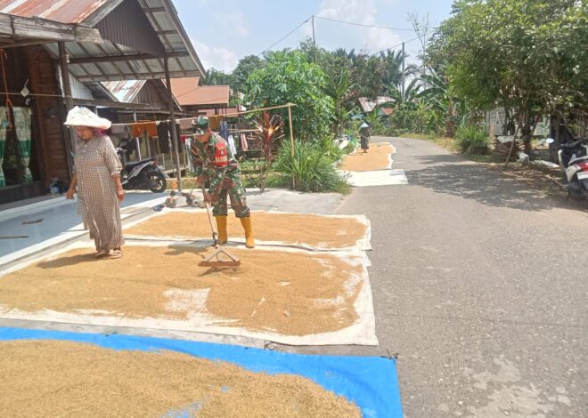 Sentuhan Kepedulian Babinsa di Sawah, Petani Desa Hapalah Rasakan Kehadiran TNI