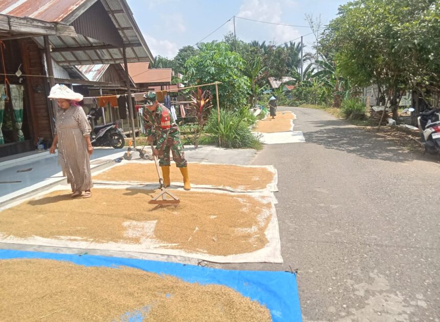 Sentuhan Kepedulian Babinsa di Sawah, Petani Desa Hapalah Rasakan Kehadiran TNI