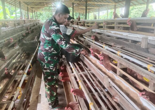 Babinsa Koramil 1002-06/Barabai Dorong Produktivitas Peternakan Ayam Petelur Warga