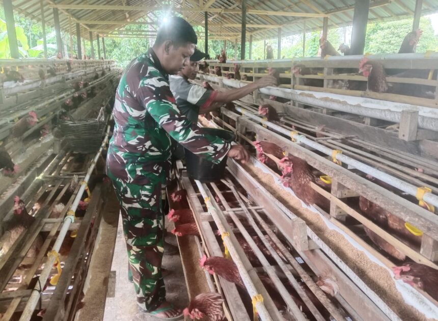 Babinsa Koramil 1002-06/Barabai Dorong Produktivitas Peternakan Ayam Petelur Warga