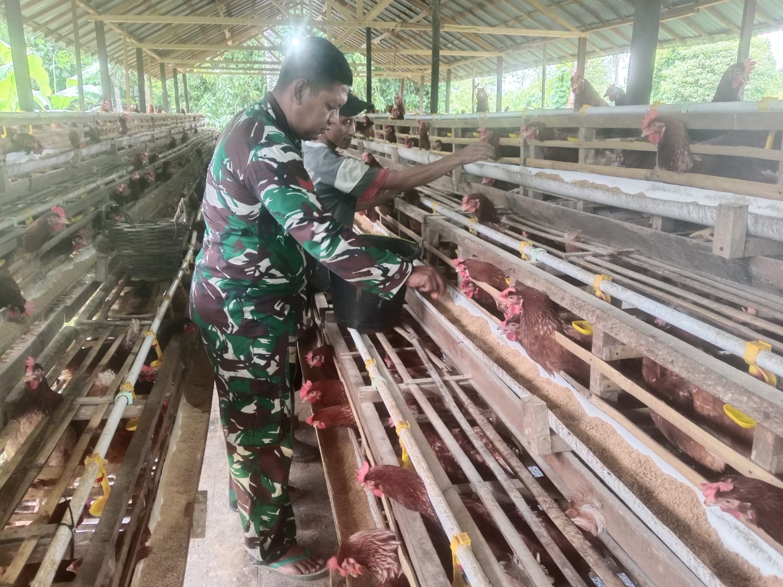 Babinsa Koramil 1002-06/Barabai Dorong Produktivitas Peternakan Ayam Petelur Warga