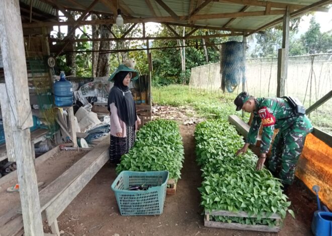 Melalui Pendampingan Pertanian, Babinsa Perkuat Ketahanan Pangan Desa