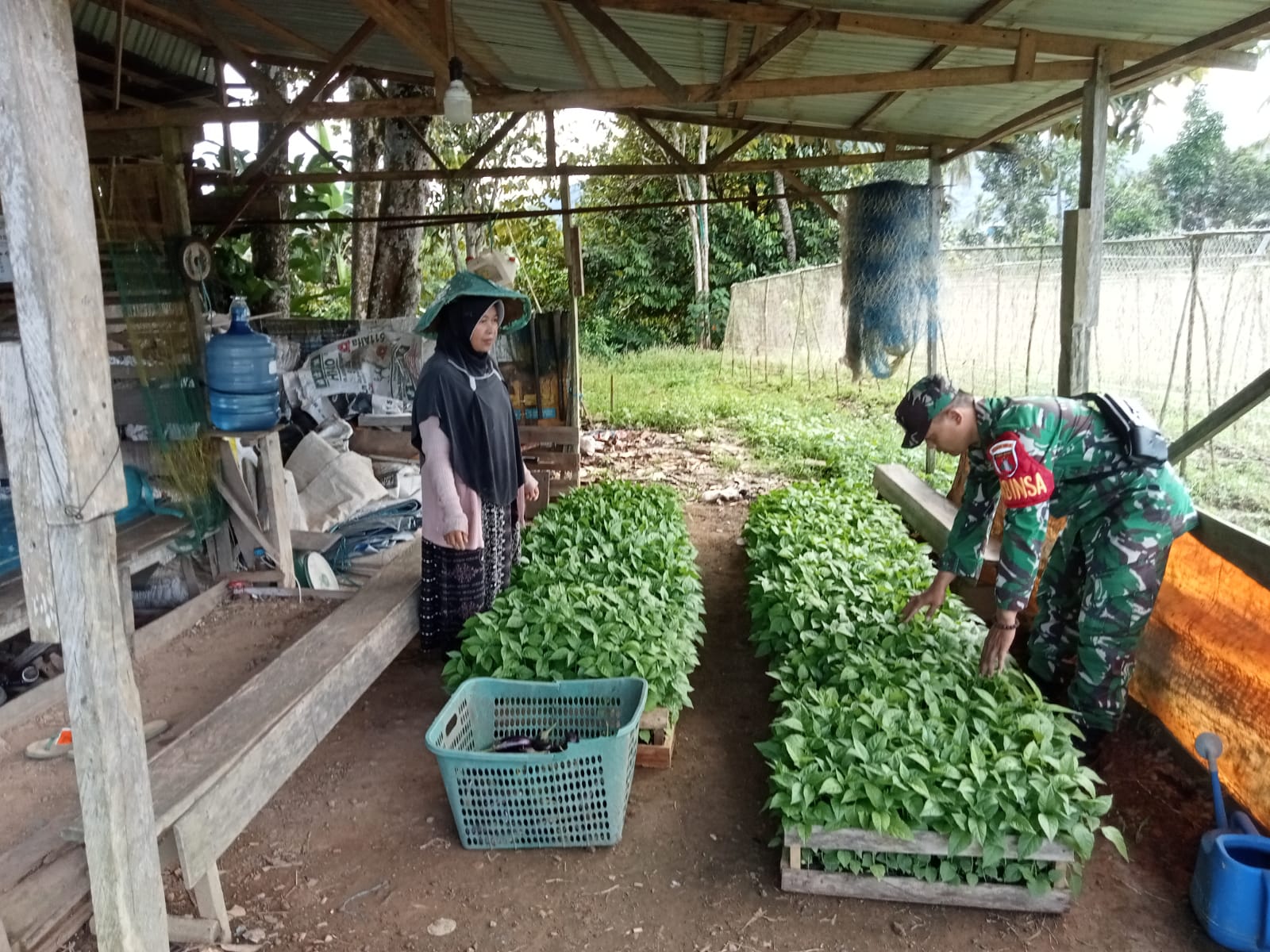 Melalui Pendampingan Pertanian, Babinsa Perkuat Ketahanan Pangan Desa