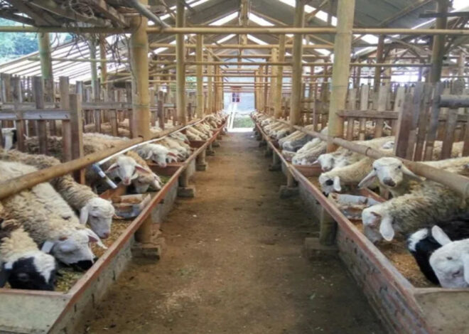 Prgam Peternakan Kambing Dukuhngarjo,Simbol Ketahanan Pangan Desa Berjalan Sukses
