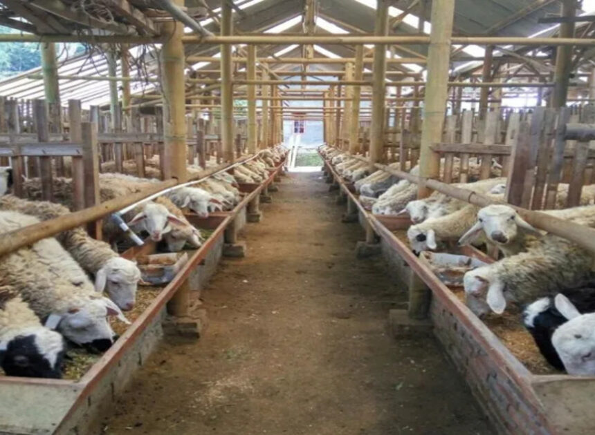 Prgam Peternakan Kambing Dukuhngarjo,Simbol Ketahanan Pangan Desa Berjalan Sukses