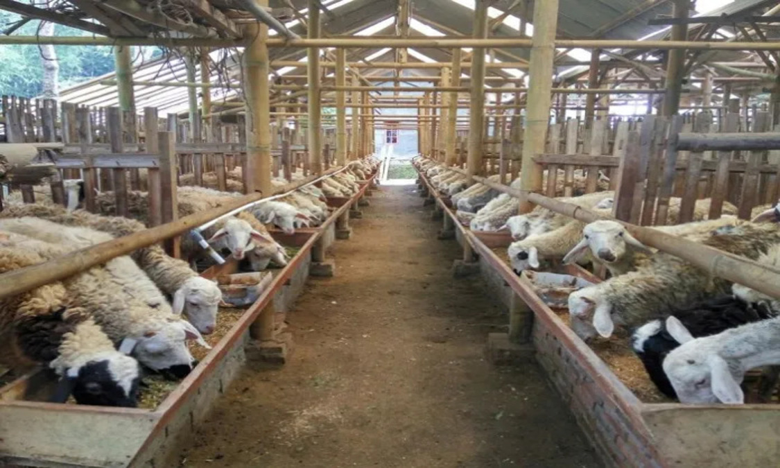 Prgam Peternakan Kambing Dukuhngarjo,Simbol Ketahanan Pangan Desa Berjalan Sukses